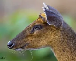 Red muntjac