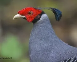 Lophura diardi