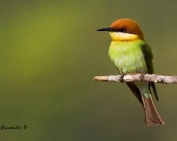 Merops leschenaulti