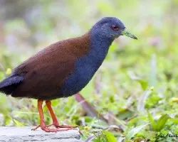 Amaurornis bicolor