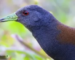 Amaurornis bicolor