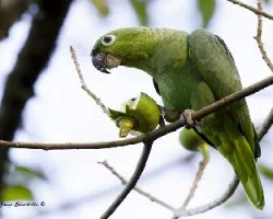 Amazona farinosa