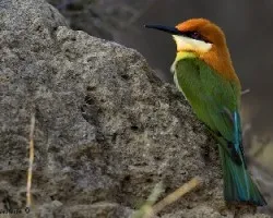 Merops leschenaulti
