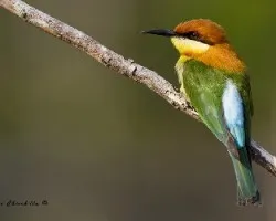 Merops leschenaulti