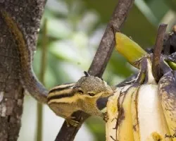 Tamiops macclellandii