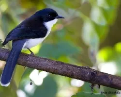 Heterophasia melanoleuca