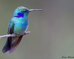 Colibri thalassinus