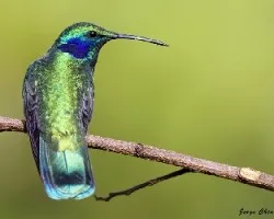 Colibri thalassinus