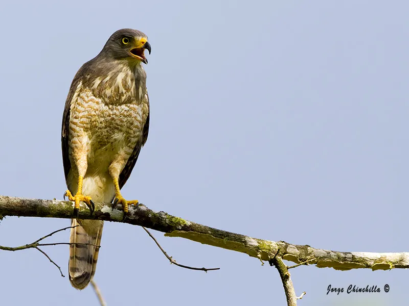 Oro verde, uvita, puntarenas, costa rica