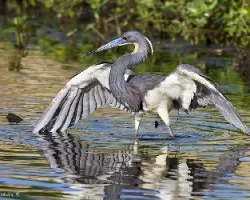 Egretta tricolor