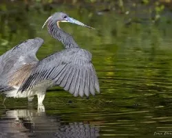 Egretta tricolor