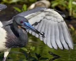 Egretta tricolor