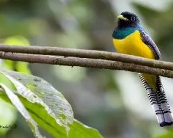 Trogon rufus