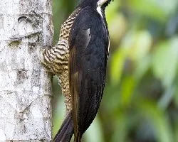Campephilus guatemalensis