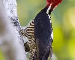 Campephilus guatemalensis