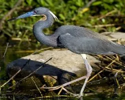 Egretta tricolor
