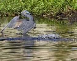 Egretta tricolor