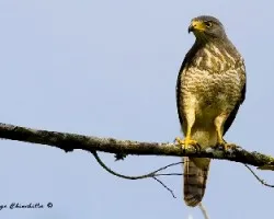 Buteo magnirostris