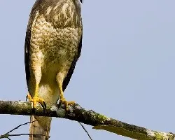 Buteo magnirostris