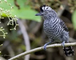Thamnophilus doliatus