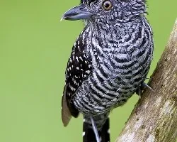 Thamnophilus doliatus