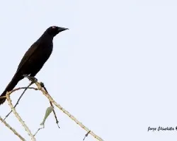 Molothrus oryzivora