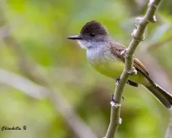 Myiarchus tuberculifer