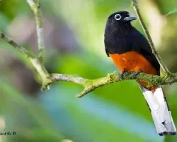 Trogon bairdii