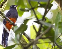 Trogon bairdii