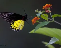 Mariposa