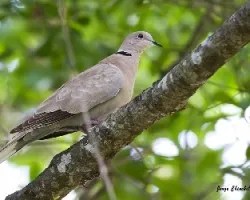 Streptopelia decaocto