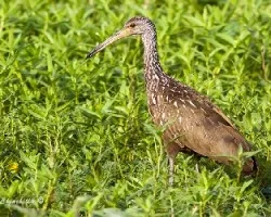 Aramus guarauna