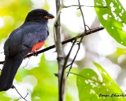 Trogon massena