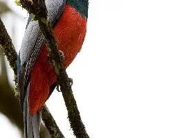 Trogon massena