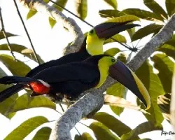 Ramphastos ambiguus