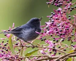Diglossa plumbea