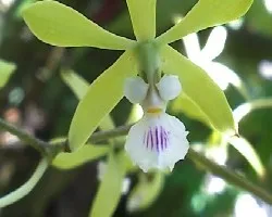 Orquidea 