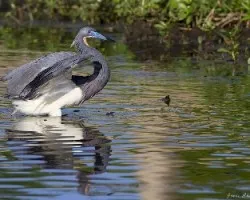 Egretta tricolor