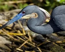 Egretta tricolor