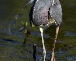 Egretta tricolor