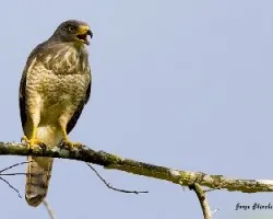 Buteo magnirostris