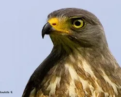 Buteo magnirostris