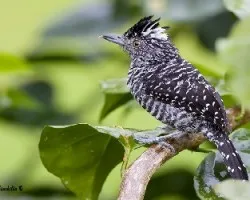 Thamnophilus doliatus
