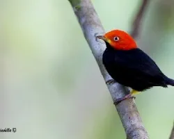 Pipra mentalis
