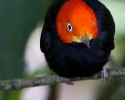 Pipra mentalis
