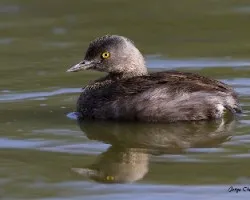 Tachybaptus dominicus