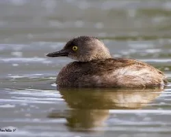 Tachybaptus dominicus