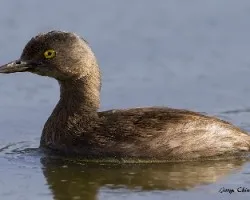 Tachybaptus dominicus