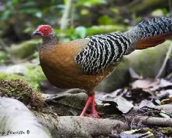 Lophura diardi