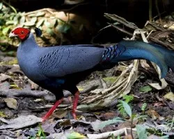 Lophura diardi